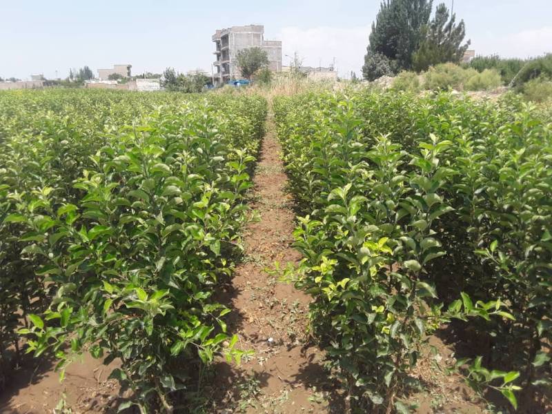 فعالیت ۳ نهالستان مجوزدار مرکبات در منطقه جنوب کرمان